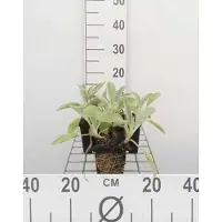 GRDplanten 6x Ezelsoor - Stachys byz. 'Cotton Boll' ('sheila macqueen') | 9x9 cm pot