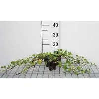 GRDplanten 12 x Hedera helix 'Shamrock' - Efeu 'Shamrock' - Pot van 9 cm x 9 cm