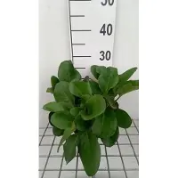 GRDplanten 6x Schoenlappersplant - Bergenia hybr. 'Winterglöd' | 9x9 cm pot
