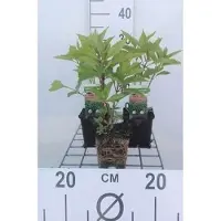 GRDplanten 6x Leverkruid - Eupatorium mac. 'Atropurpureum' | 9x9 cm pot