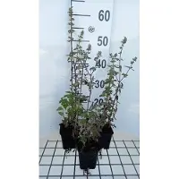 GRDplanten 6x Kattekruid - Nepeta cataria 'Citriodora' | 9x9 cm pot