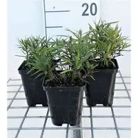 GRDplanten 6x Inula - Inula ensifolia ( 'Compacta') | 9x9 cm pot