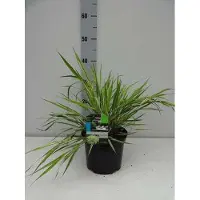 GRDplanten Japans berggras - Hakonechloa macra 'Aureola' | 3 liter pot