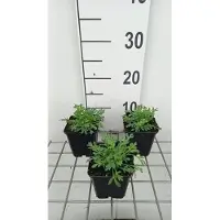 GRDplanten 6x Papaver - Papaver miyabeanum | 9x9 cm pot