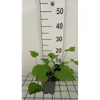 GRDplanten 6x Lunaria - Lunaria rediviva | 9x9 cm pot