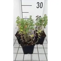 GRDplanten 6x Kattekruid - Nepeta racemosa 'Little Titch' | 9x9 cm pot