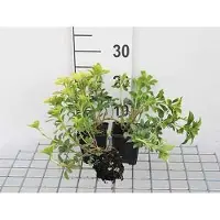 GRDplanten 12x Schaduwkruid - Pachysandra term. 'Green Sheen' | 9x9 cm pot