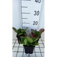 GRDplanten 6x Schoenlappersplant - Bergenia hybr. 'Baby Doll' | 9x9 cm pot