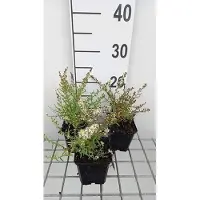 GRDplanten 6x Aster - Aster eric. 'Golden Spray' | 9x9 cm pot