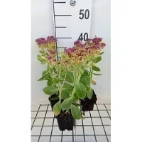 GRDplanten 6x Sedum spect. 'Meteor'
