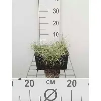 GRDplanten 6 x Carex comans 'Frosted Curls' - Schafgarbe Wesersandstein - Pot van 9x9 cm