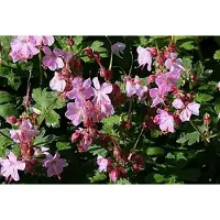 GRDplanten 6x Geranium - Geranium macr. 'Ingwersen's Variety' | 9x9 cm pot