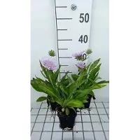 GRDplanten 6x Stokesia - Stokesia laevis | 9x9 cm pot