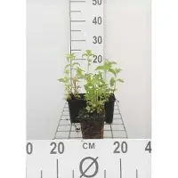 GRDplanten 6x Bergamotplant - Monarda hybr. 'Prärienacht' | 9x9 cm pot
