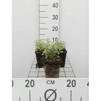 GRDplanten 6x Kattekruid - Nepeta faassenii | 9x9 cm pot