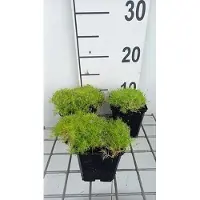 GRDplanten 6x Struiksalie - Sagina sub. 'Aurea' | 9x9 cm pot