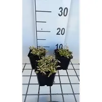 GRDplanten 6x Origanum - Origanum vulg. 'Aureum' | 9x9 cm pot
