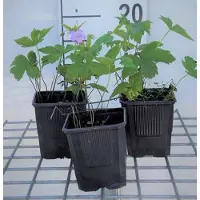 GRDplanten 6x Ooievaarsbek - Geranium nodosum | 9x9 cm pot