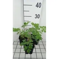 GRDplanten 6x Gebroken hartje - Dicentra formosa | 9x9 cm pot