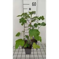 GRDplanten 6x Malvastruik - Lavatera hybr. 'Burgundy Wine' | 9x9 cm pot
