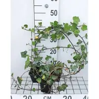 GRDplanten 12 x Hedera helix 'Woerner' - Gewoonvaren 'Woerner' - Pot van 9 cm x 9 cm