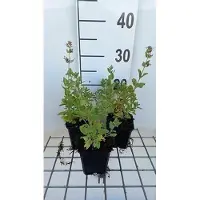 GRDplanten 6x Kattekruid - Nepeta grand. 'Dawn To dusk' | 9x9 cm pot