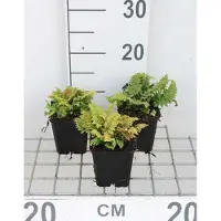 GRDplanten 6 x Polystichum set. 'Congestum' - Varenssoort 'Congestum' - Pot van 9 x 9 cm