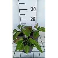 GRDplanten 6x Zonnehoed - Rudbeckia fulg. 'City Garden' | 9x9 cm pot