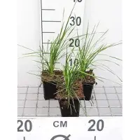 GRDplanten 6 x Deschampsia cesp. 'Goldtau' - Goudse grasjes - Pot van 9 x 9 cm