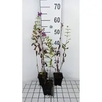 GRDplanten 6x Vlambloem - Phlox (p) 'The King' | 9x9 cm pot