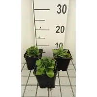 GRDplanten 6x Ooievaarsbek - Gentiana asclepiadea | 9x9 cm pot