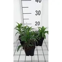 GRDplanten 6x Pluimspirea - Astilbe (s) 'Darwin's Snow Sprite' | 9x9 cm pot