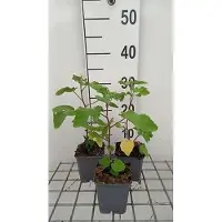 GRDplanten 6x Malvastruik - Lavatera hybr. 'Bredon Springs' | 9x9 cm pot
