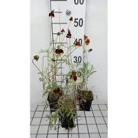 GRDplanten 6x Ratibida - Ratibida columnifera var. Pulcherrima | 9x9 cm pot