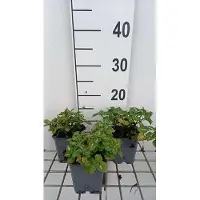 GRDplanten 6x Dovenetel - Lamium mac. 'Album' ('niveum') | 9x9 cm pot
