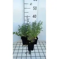 GRDplanten 6x Kattekruid - Nepeta faas. 'Dropmore' | 9x9 cm pot