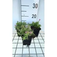 GRDplanten 6x Vlambloem - Phlox (s) 'Scarlet Flame' | 9x9 cm pot