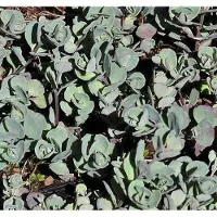 GRDplanten 6x Sedum cauticola 'Lidakense'