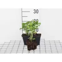 GRDplanten 12x Schaduwkruid - Pachysandra term. 'Green Carpet' | 9x9 cm pot