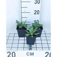 GRDplanten 6x Papaver - Papaver or. 'Brilliant' | 9x9 cm pot