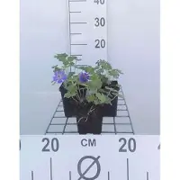 GRDplanten 6x Ooievaarsbek - Geranium hybr. 'Philippe Vapelle' | 9x9 cm pot