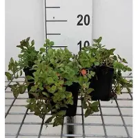 GRDplanten 6x Sedum spur. 'Purpurteppich'