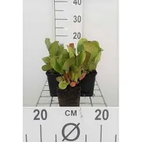 GRDplanten 6x Schoenlappersplant - Bergenia cord. 'Purpurea' | 9x9 cm pot