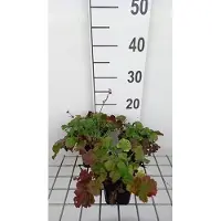 GRDplanten 6x Nagelkruid - Geum hybr. 'Mango Lassi' | 9x9 cm pot