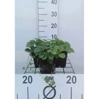 GRDplanten 6x Bosaardbei - Fragaria vesca | 9x9 cm pot