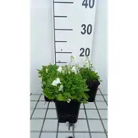 GRDplanten 6x Klokje - Campanula cochl. 'White Baby' | 9x9 cm pot
