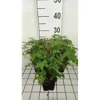 GRDplanten 6 x Dryopteris 'Plumosum' - Gevleugelde varen - Pot van 9 x 9 cm