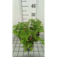 GRDplanten 6 x Osmunda reg. 'Purpurascens' - Koningsvaren - Pot van 9 x 9 cm