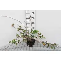 GRDplanten 12x Sierbraam, Braam - Rubus hybr. 'Betty Ashburner' | 9x9 cm pot