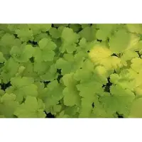 GRDplanten 6x Purperklokje - Heuchera hybr. 'Pistache' | 9x9 cm pot